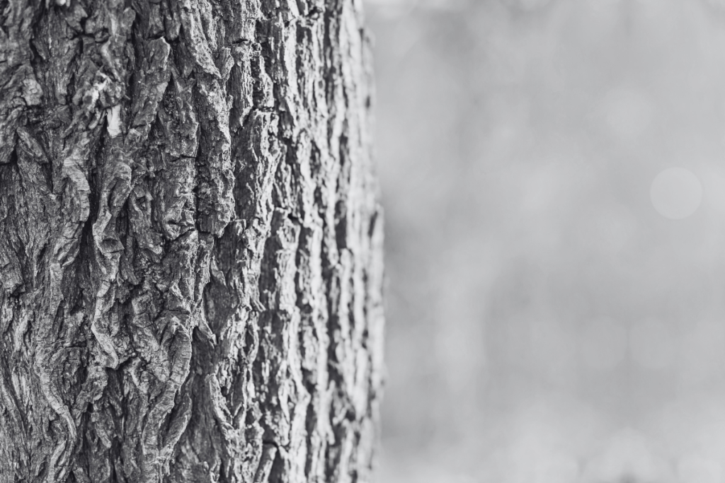 An image of a tree trunk